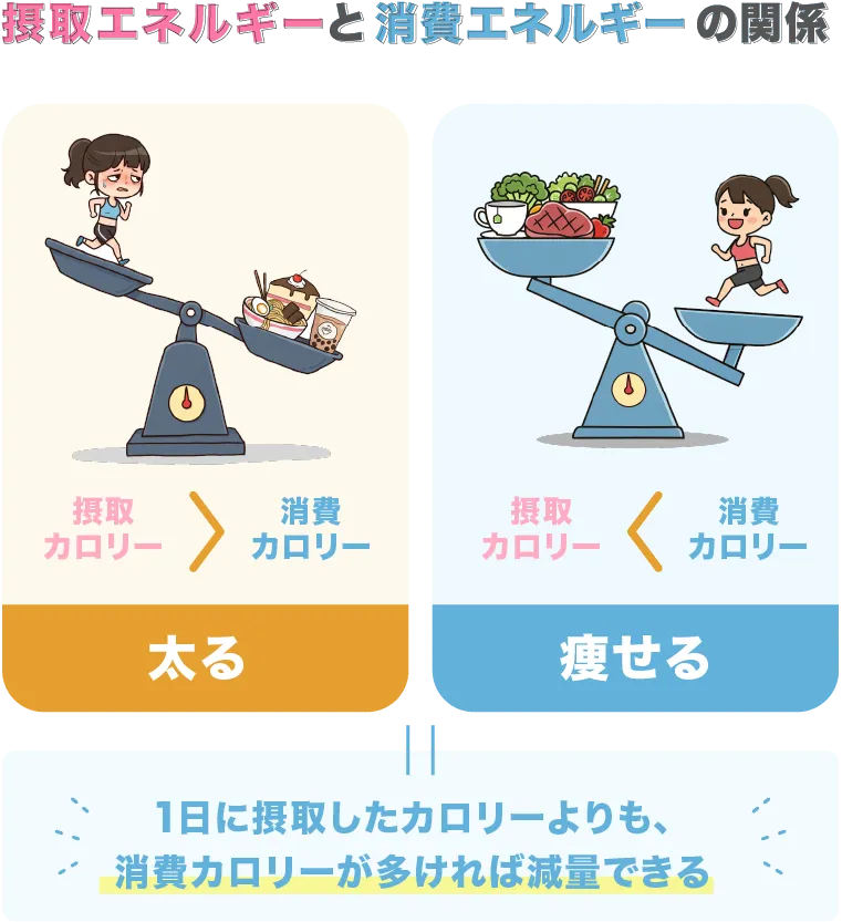 摂取エネルギーと消費エネルギーの関係性