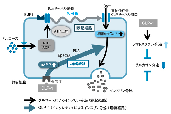 GLP-1受容体作動薬の作用機序